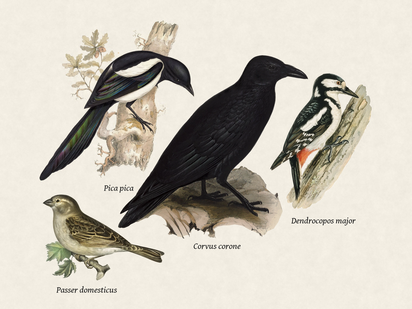 Birds seen recently